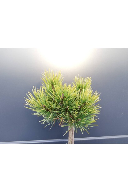 Сосна гірська Офір на штамбі саджанець